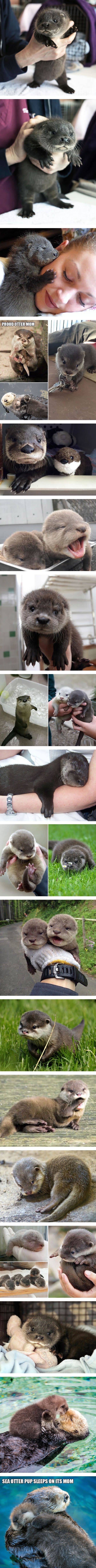 Baby otters are too otterable!