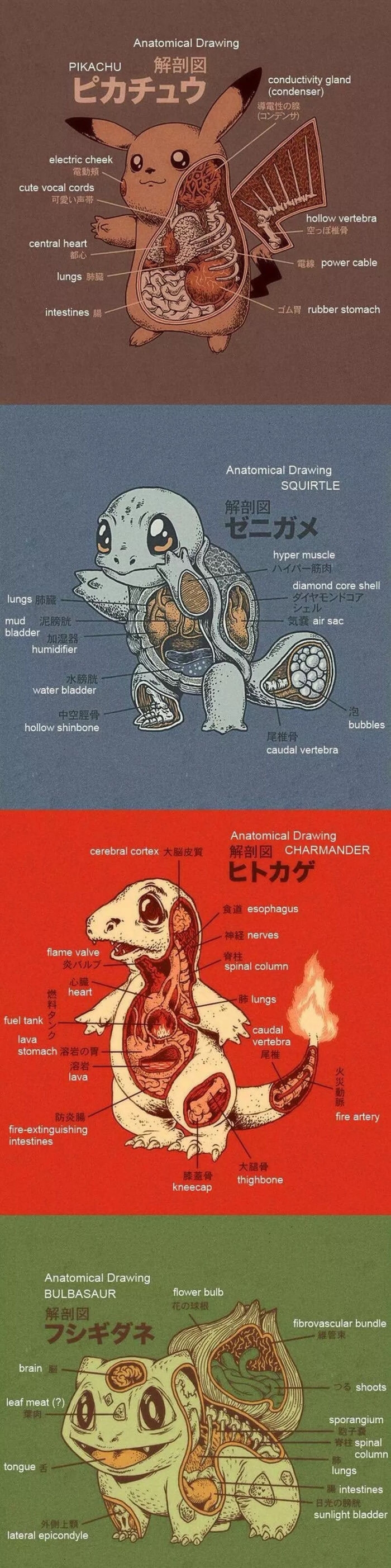 Anatomy of pokemon