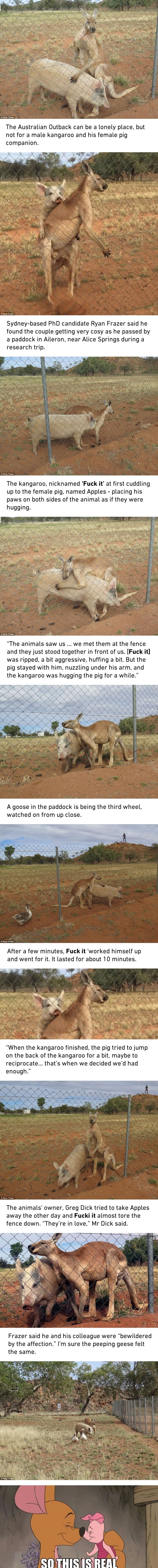 Kangaroo and pig develop rare romance
