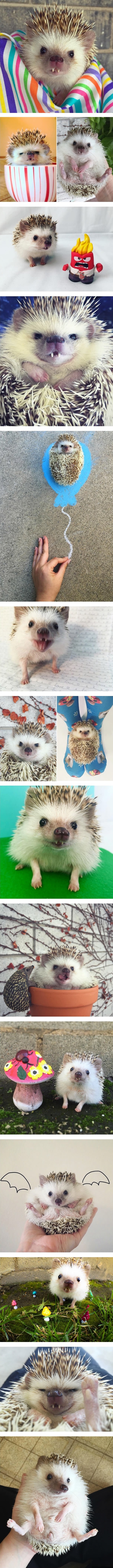 Huff the vampire hedgehog