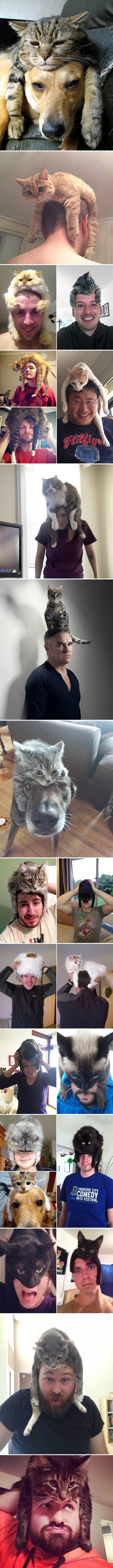 Cat hats are the kind of hats I need