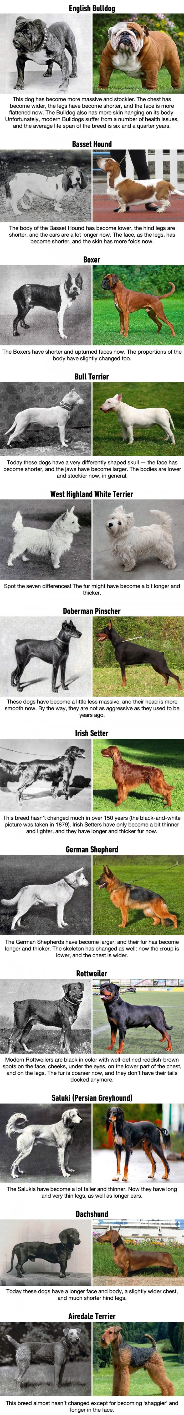 How dog breeds have changed over the last 100 years
