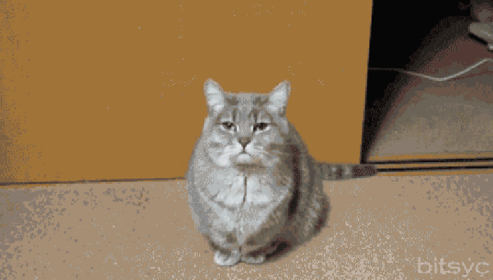 Cat's personality