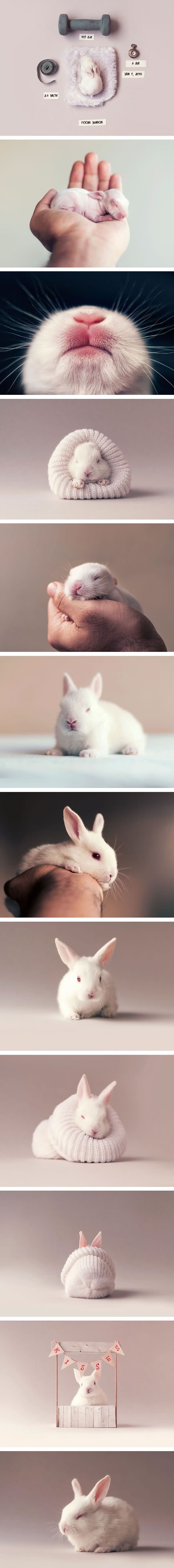 Baby photoshoot of a newborn bunny