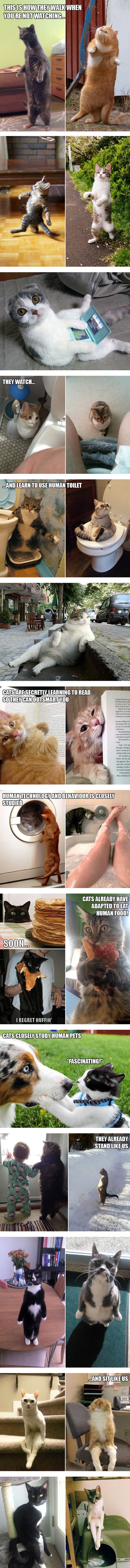 Cats are slowly evolving into humans