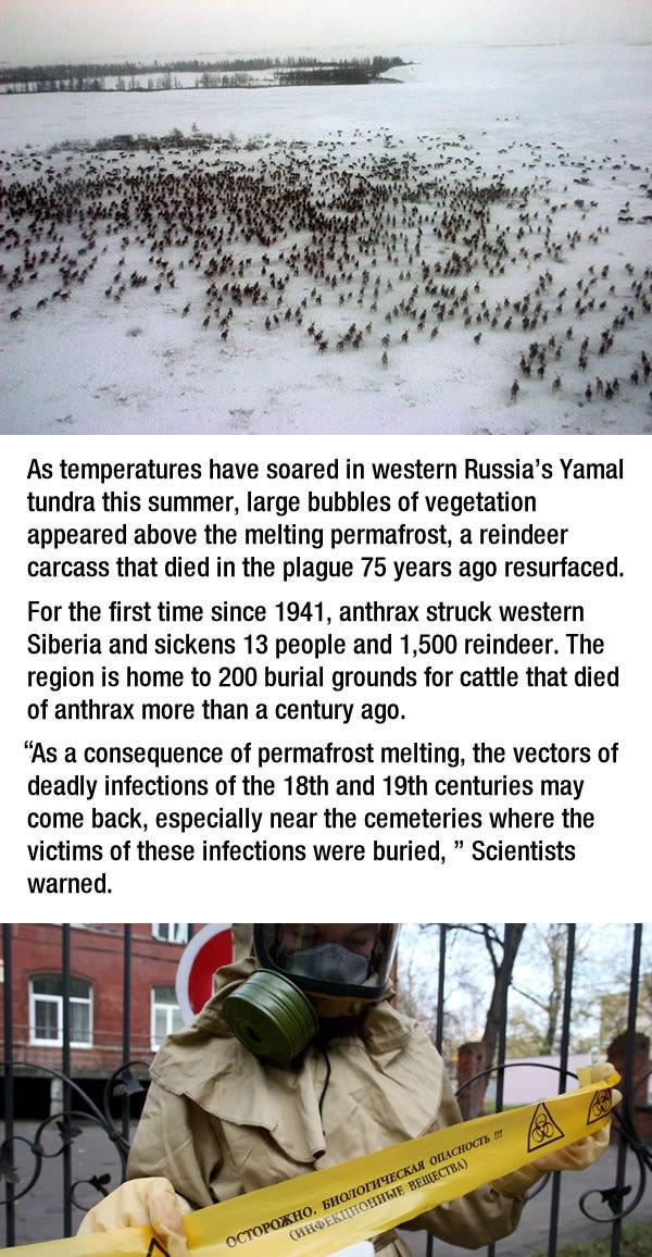 Siberia is dealing with an Anthrax outbreak