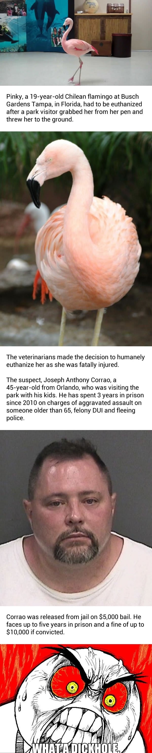 Pinky the Dancing Flamingo has to be put down