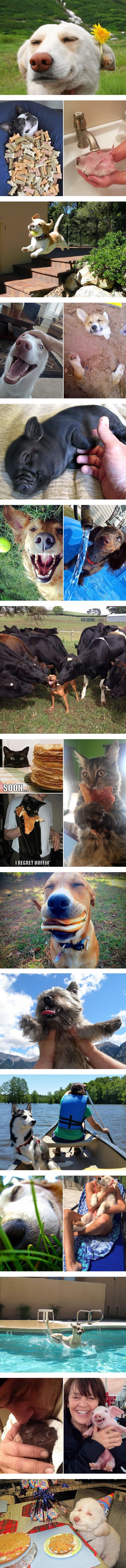 Pets that are having the best day ever
