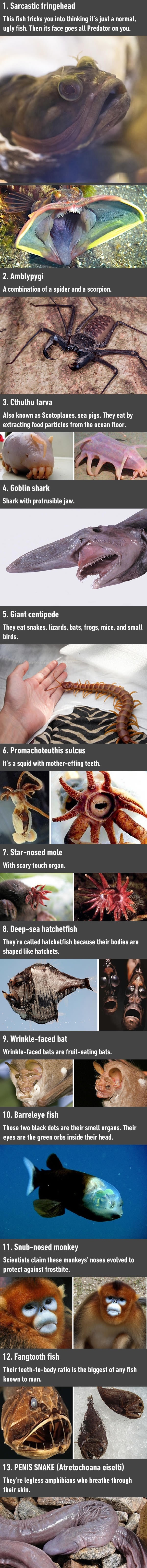 Most wtf and nope animals