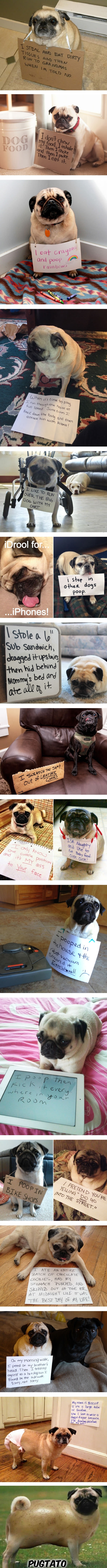 Hilariously misbehaved pugs