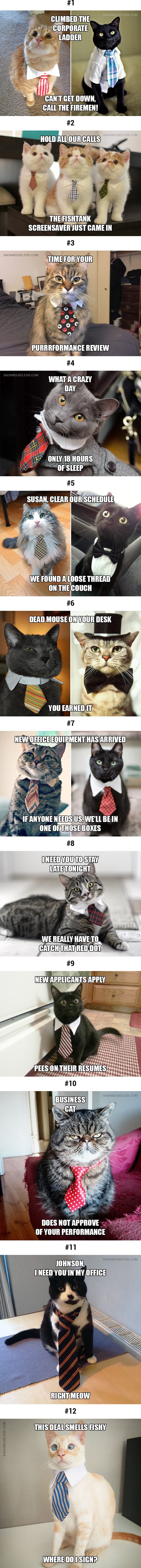 Cat being cat, one day, they will run the world