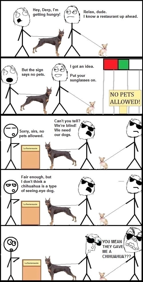 A chihuahua