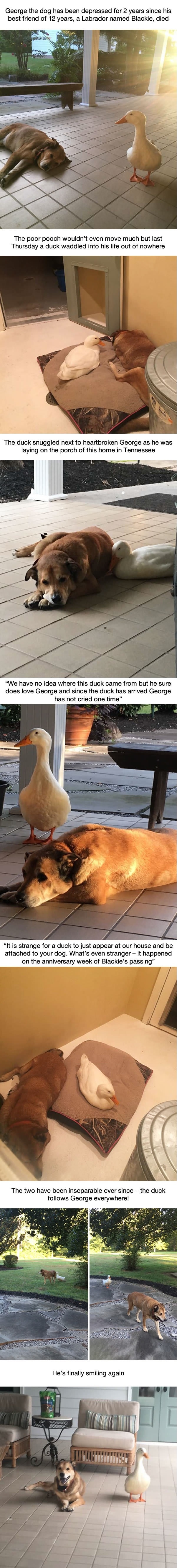 This dog was depressed for 2 years