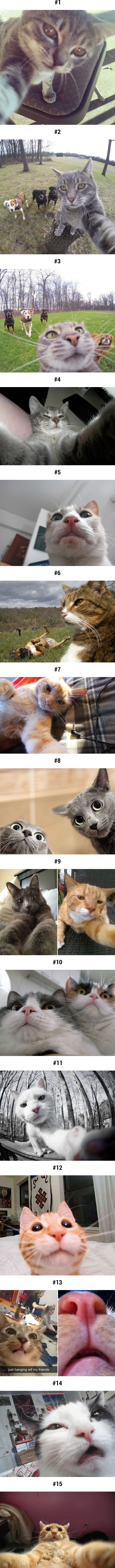 Cat selfies