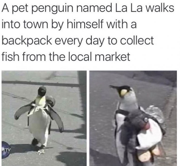 Best penguin ever