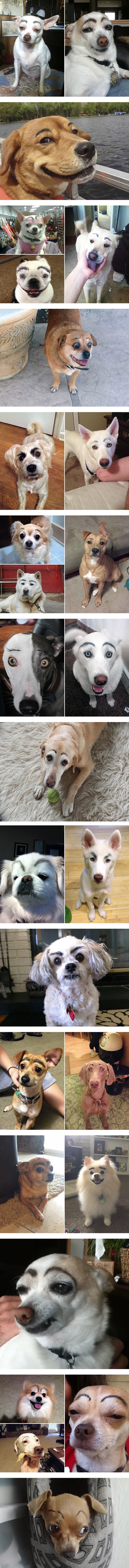 Dogs look so much better with eyebrows