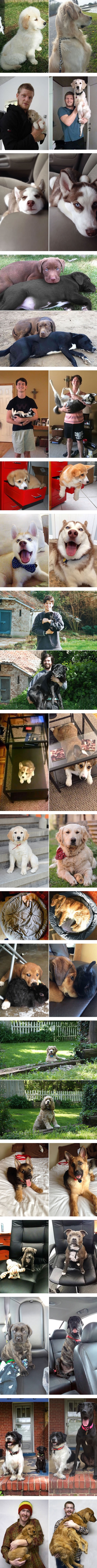 Dogs growing up