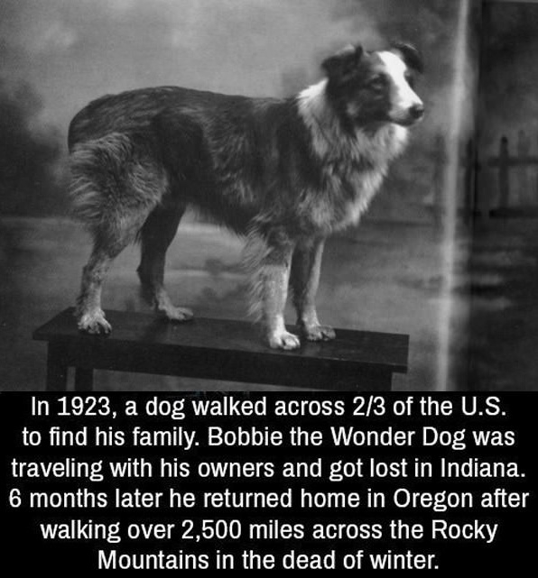 We don't deserve dogs