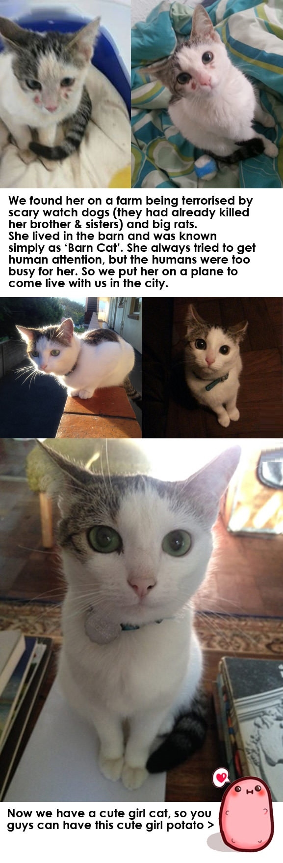 Meet Story The Cat