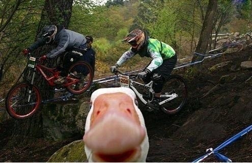Photobombing lvl: Duck
