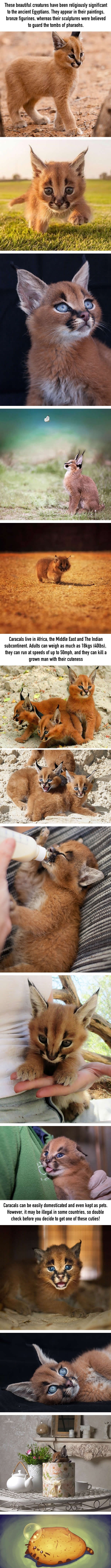 Caracals