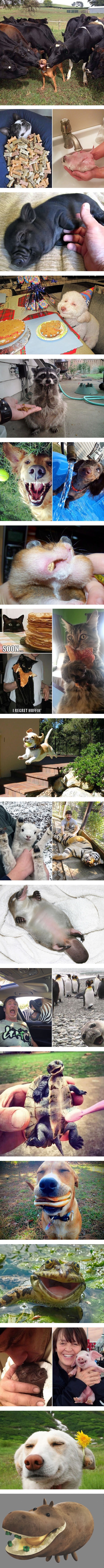 Animals having the best day ever