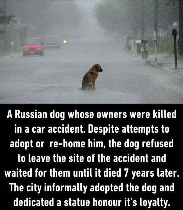 What did we do to deserve dogs