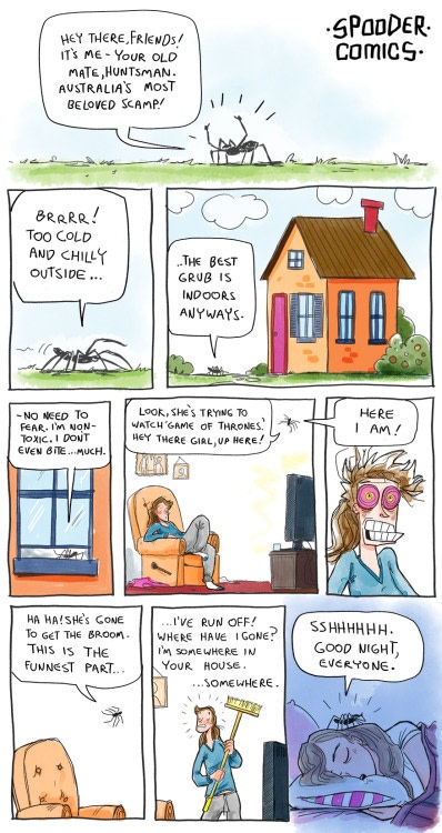 A little comic about Huntsman spiders