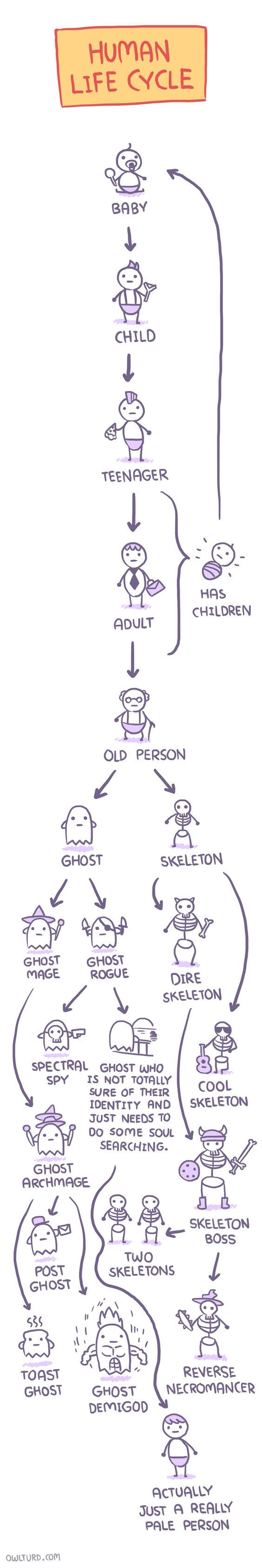 Human life cycle