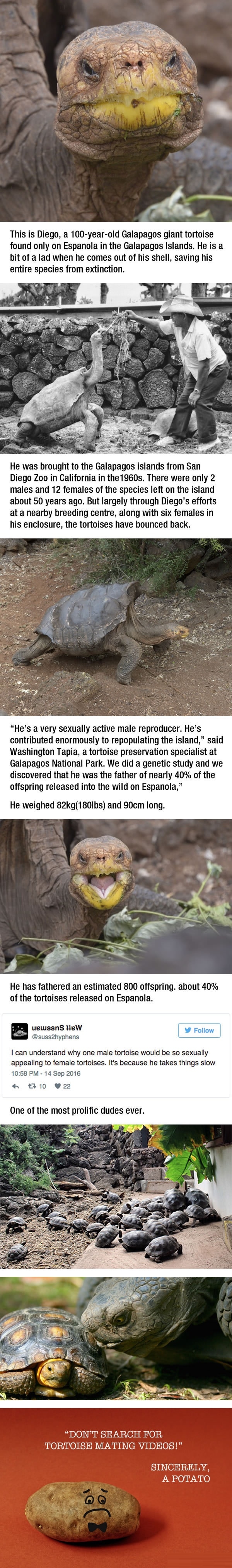 100 y/o tortoise saves his entire species from extinction