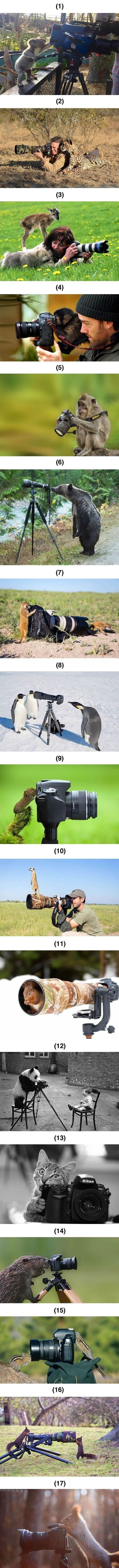 Animals who want to be photographers