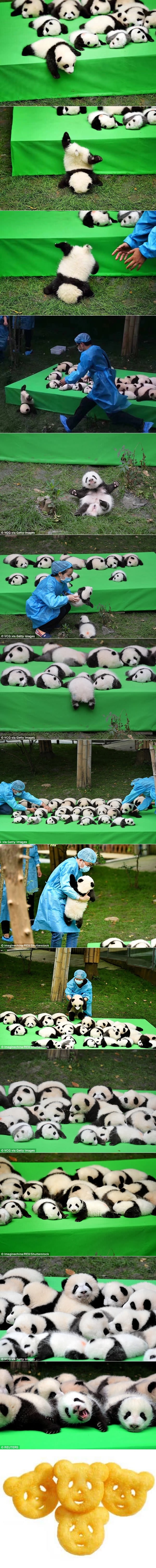 Baby panda face-plants and tumbles