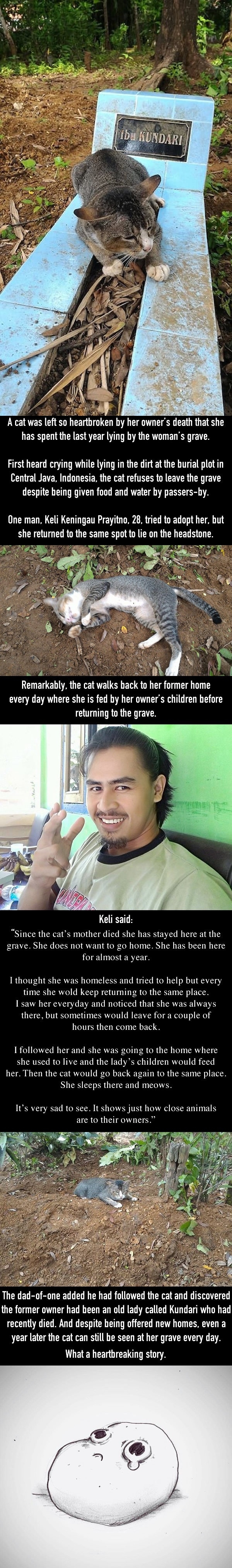 Heartbroken cat has lived by dead owners grave
