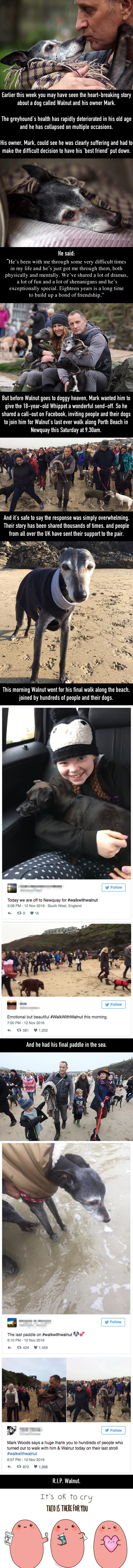 Hundreds turn up to take dying dog on last walk