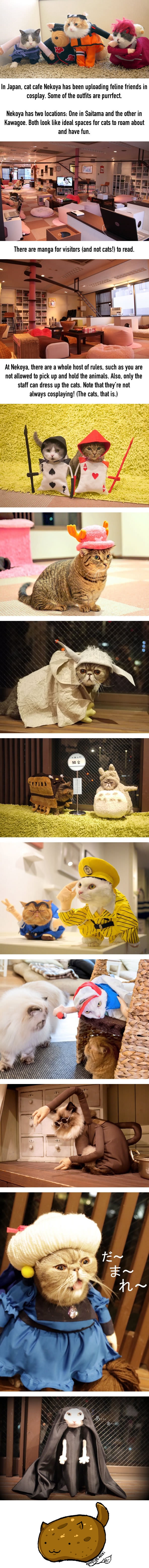For cat cosplay, this is pretty pawsome