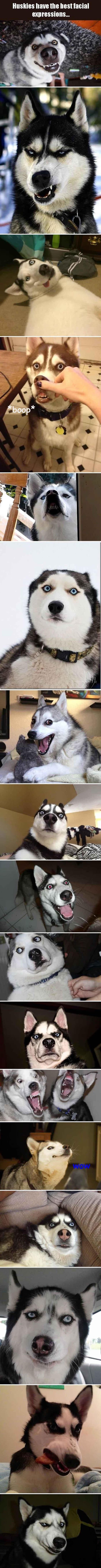 Funny husky expressions