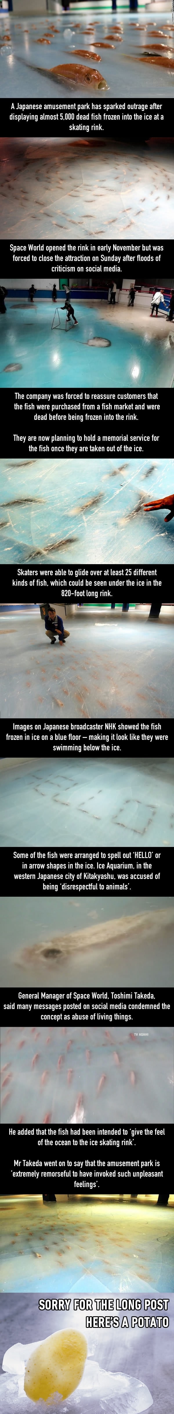 Japanese ice skating rink with 5,000 fish frozen inside