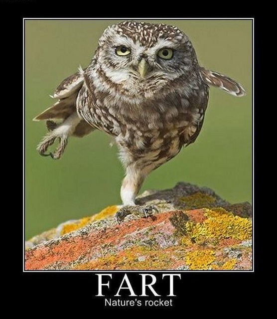 Fart