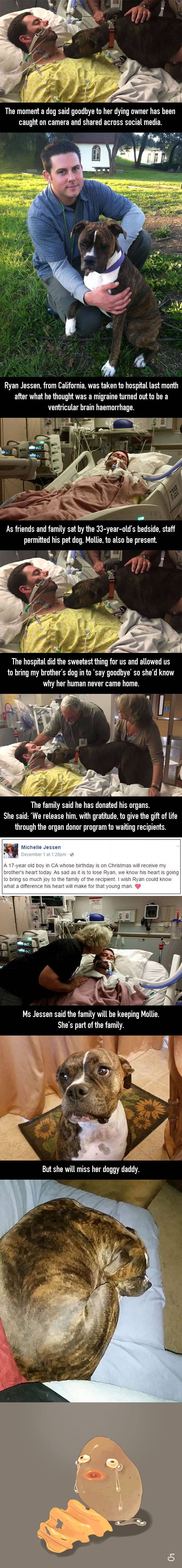 Dog visits owner in hospital to say goodbye