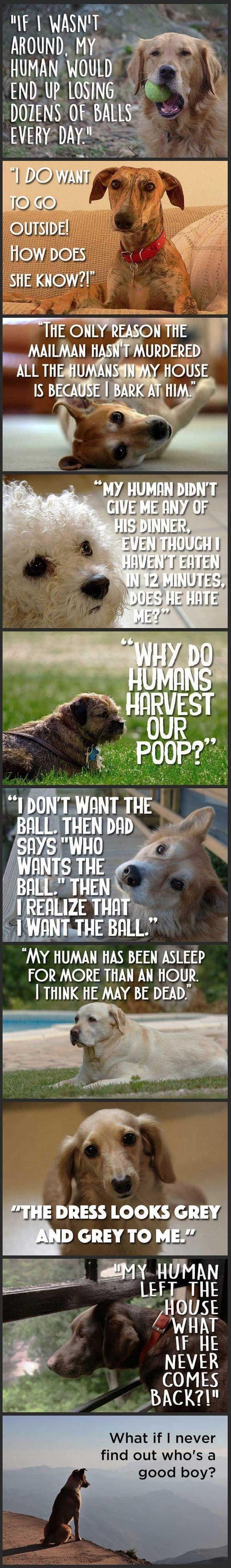 Dog's perspective