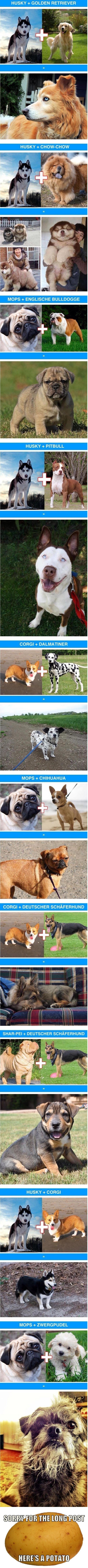 Awesome dog cross-breeds