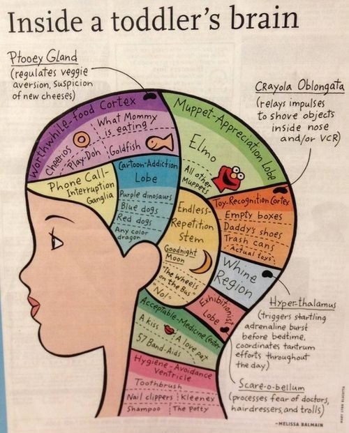 Inside a toddler's brain