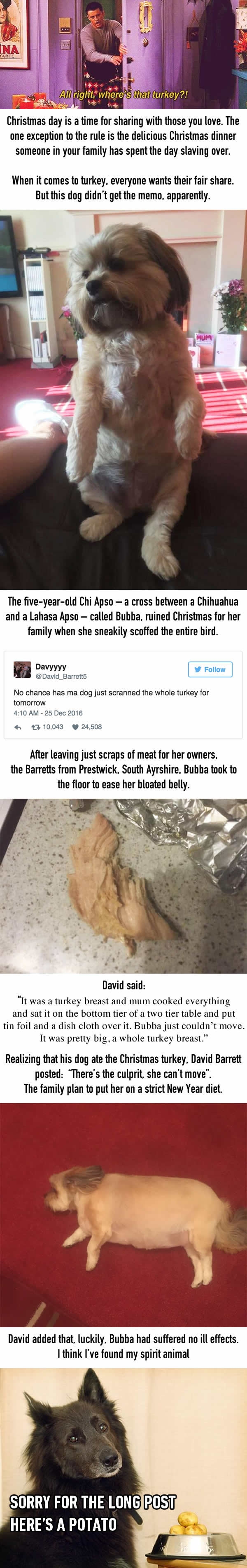 Dog eats familys entire xmas turkey