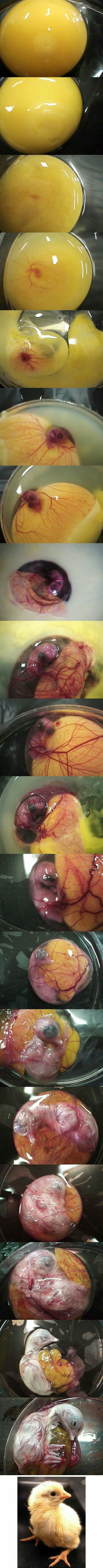 How a chicken is born from an egg