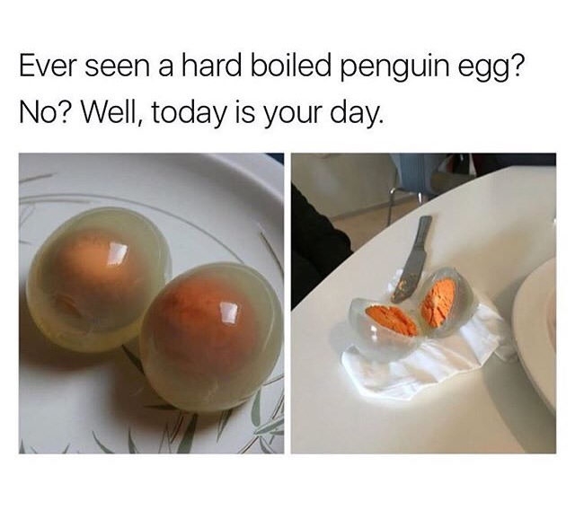 Boiled penguin eggs