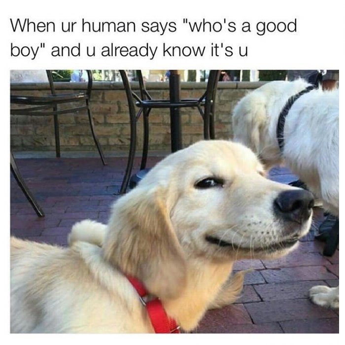 Just doge things