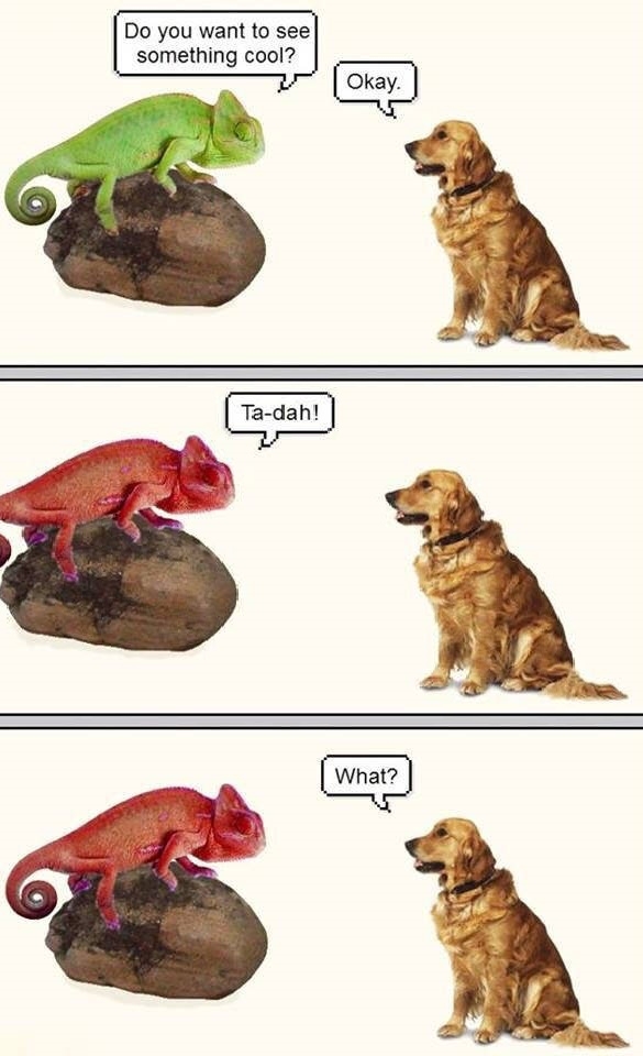 A dog and a chameleon