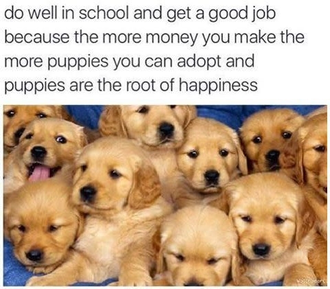More money = more doggos