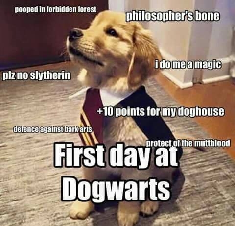 Such wizardry, much wow