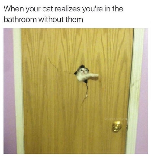 Open diz door hooman!